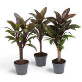 Gesamtansicht von Cordyline fruticosa ‘Purple Compacta’ mit dicht stehenden burgunderroten Blättern rund um kurze Stämmchen
