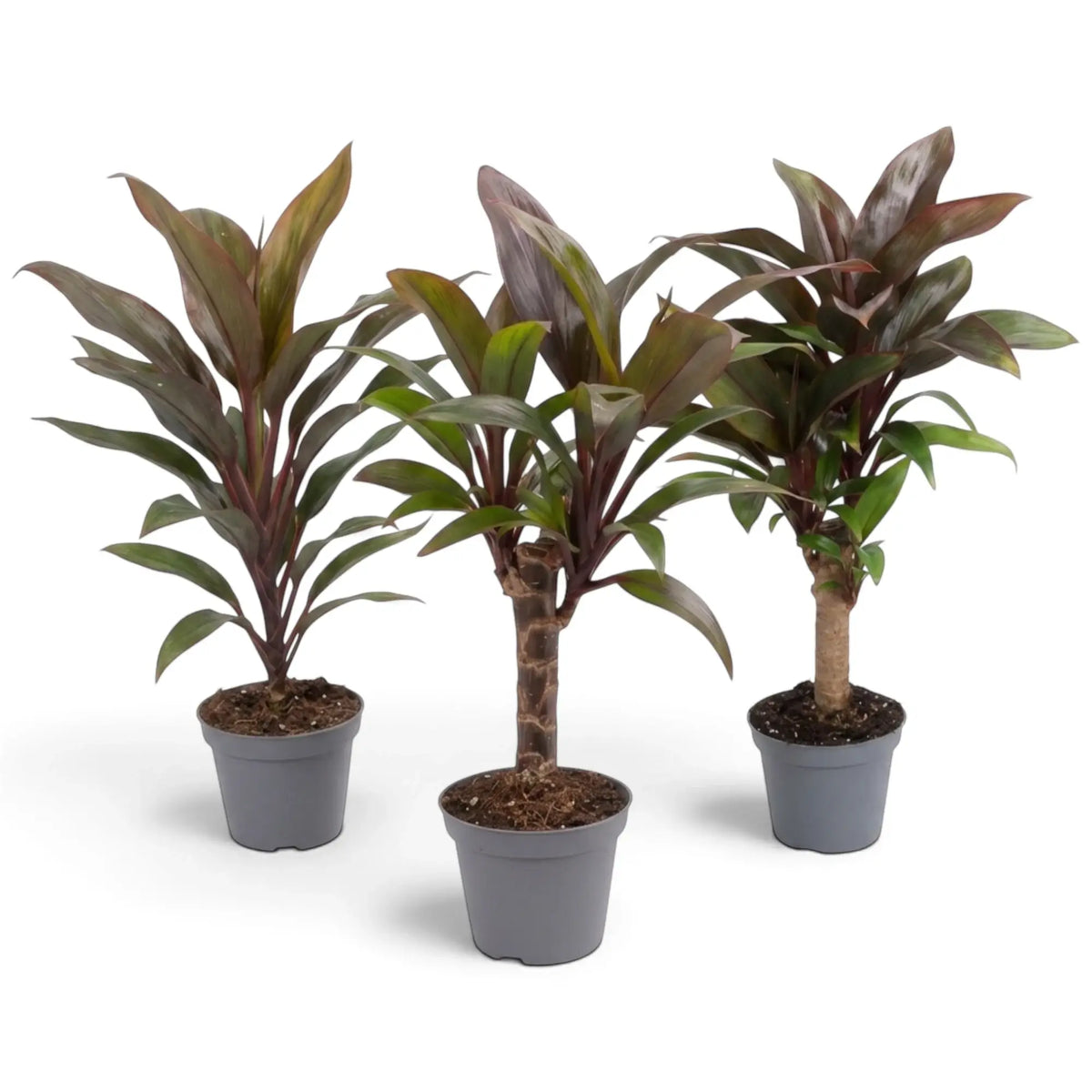 Cordyline fruticosa ‘Purple Compacta’ im Kulturtopf mit dichtem Blattschopf aus dunkelpurpurroten Blättern