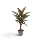 Cordyline fruticosa ‘Purple Compacta’ im Kulturtopf mit kompaktem Wuchs, kurzen Stämmchen und breiten burgunderroten Blättern
