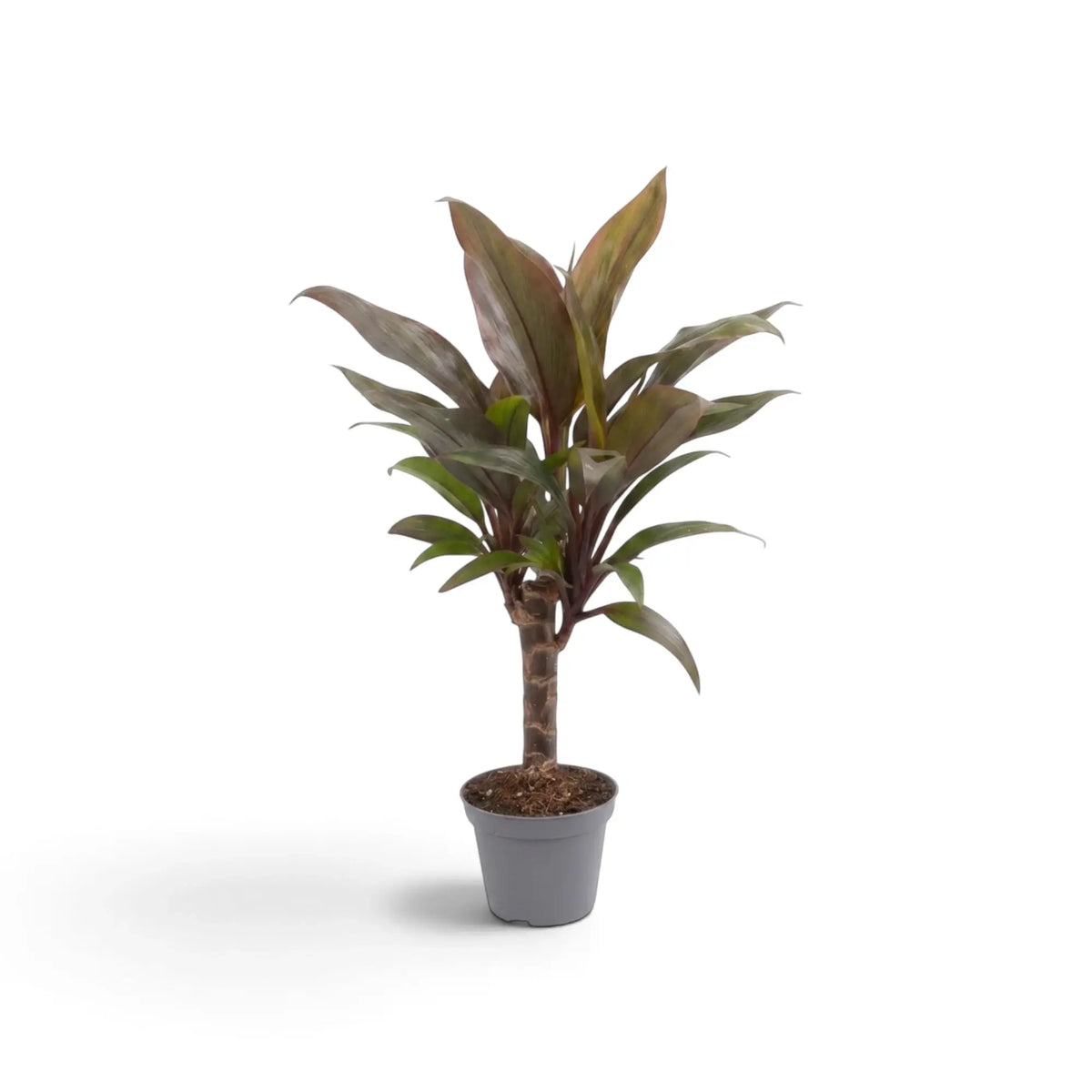 Cordyline fruticosa ‘Purple Compacta’ im Kulturtopf mit kompaktem Wuchs, kurzen Stämmchen und breiten burgunderroten Blättern