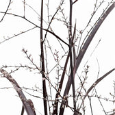 Cordyline x 'Festival Burgundy' – Blattdetail vor weißem Hintergrund..