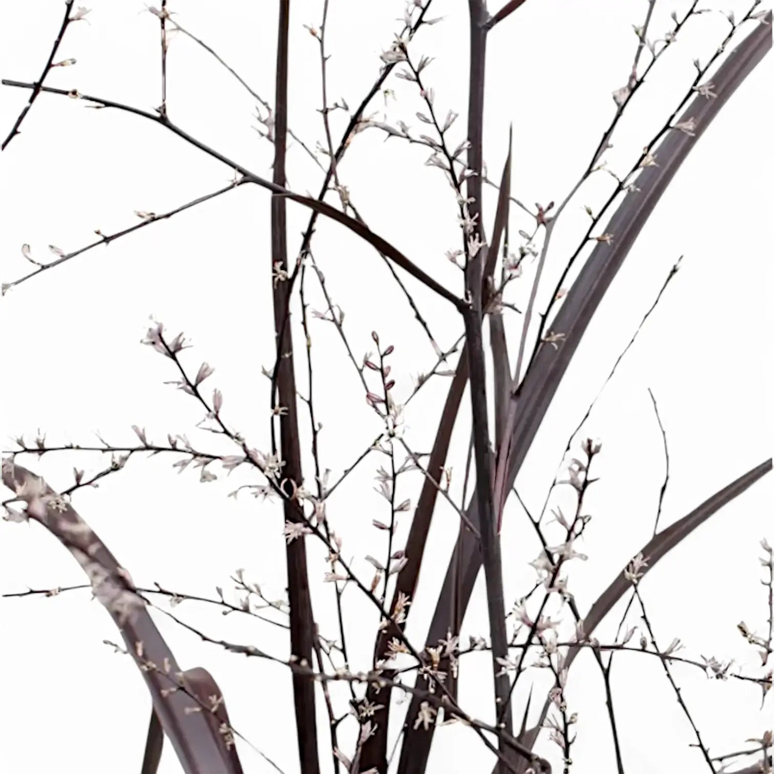 Cordyline x 'Festival Burgundy' – Blattdetail vor weißem Hintergrund..