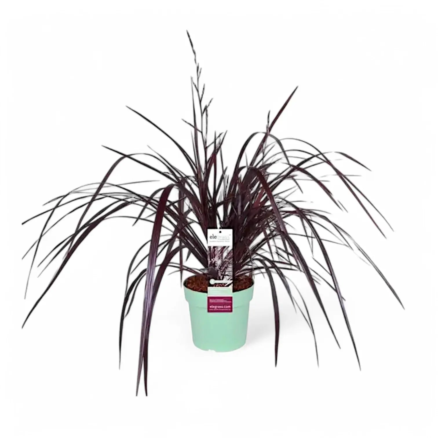 Cordyline x 'Festival Burgundy' Zimmerpflanze im Anzuchttopf vor weißem Hintergrund, Produktfoto 2.