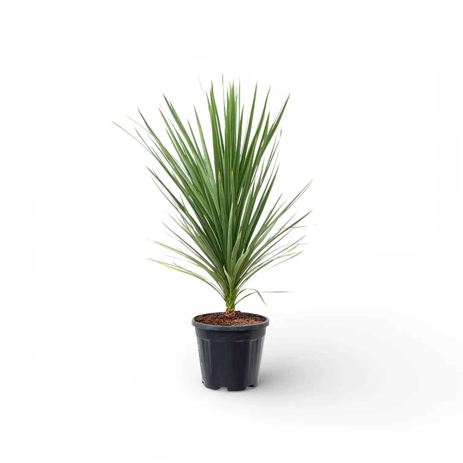 Cordyline australis potted plant in nursery pot on white background.