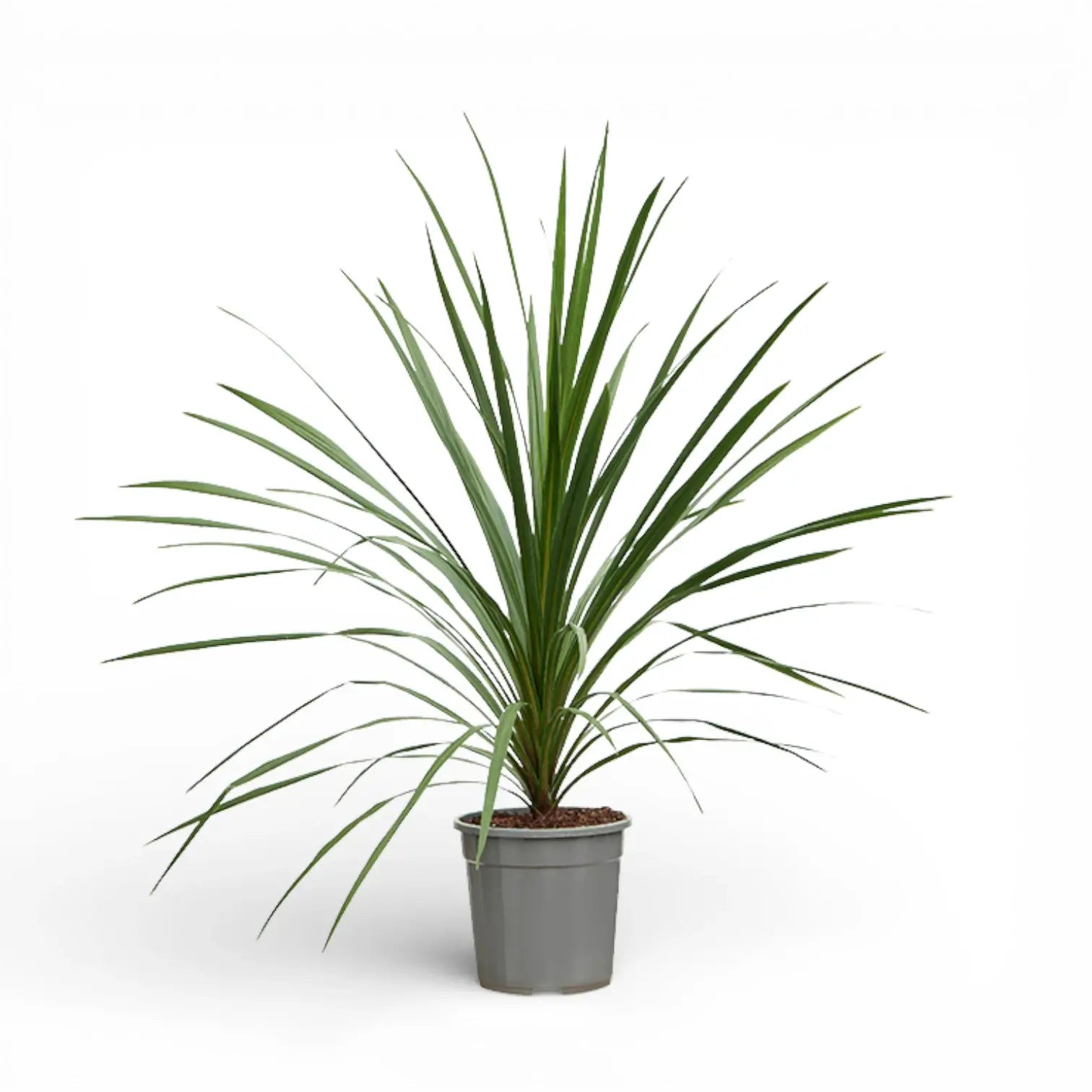 Cordyline australis potted plant in nursery pot on white background.