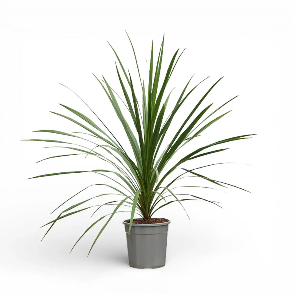 Cordyline australis