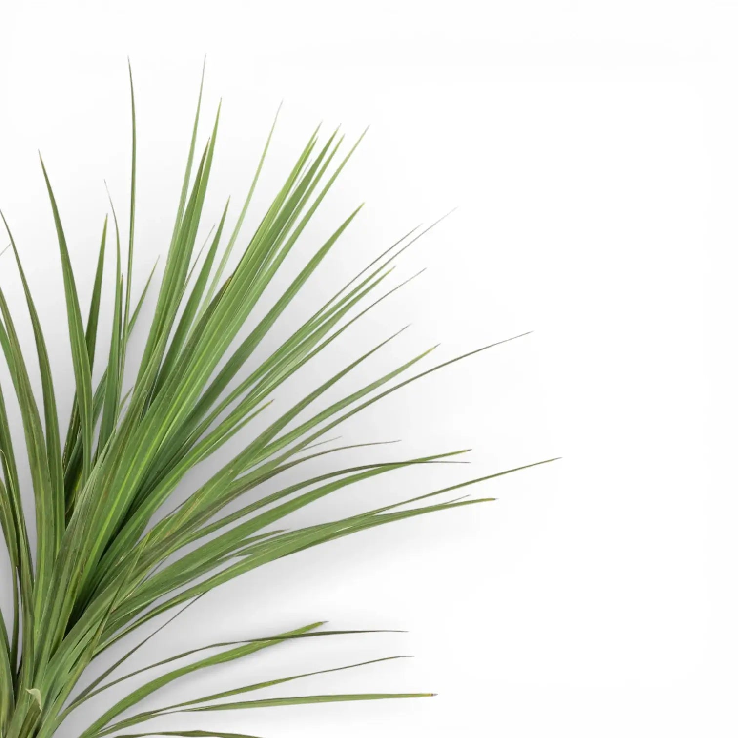 Cordyline australis potted plant in nursery pot on white background.