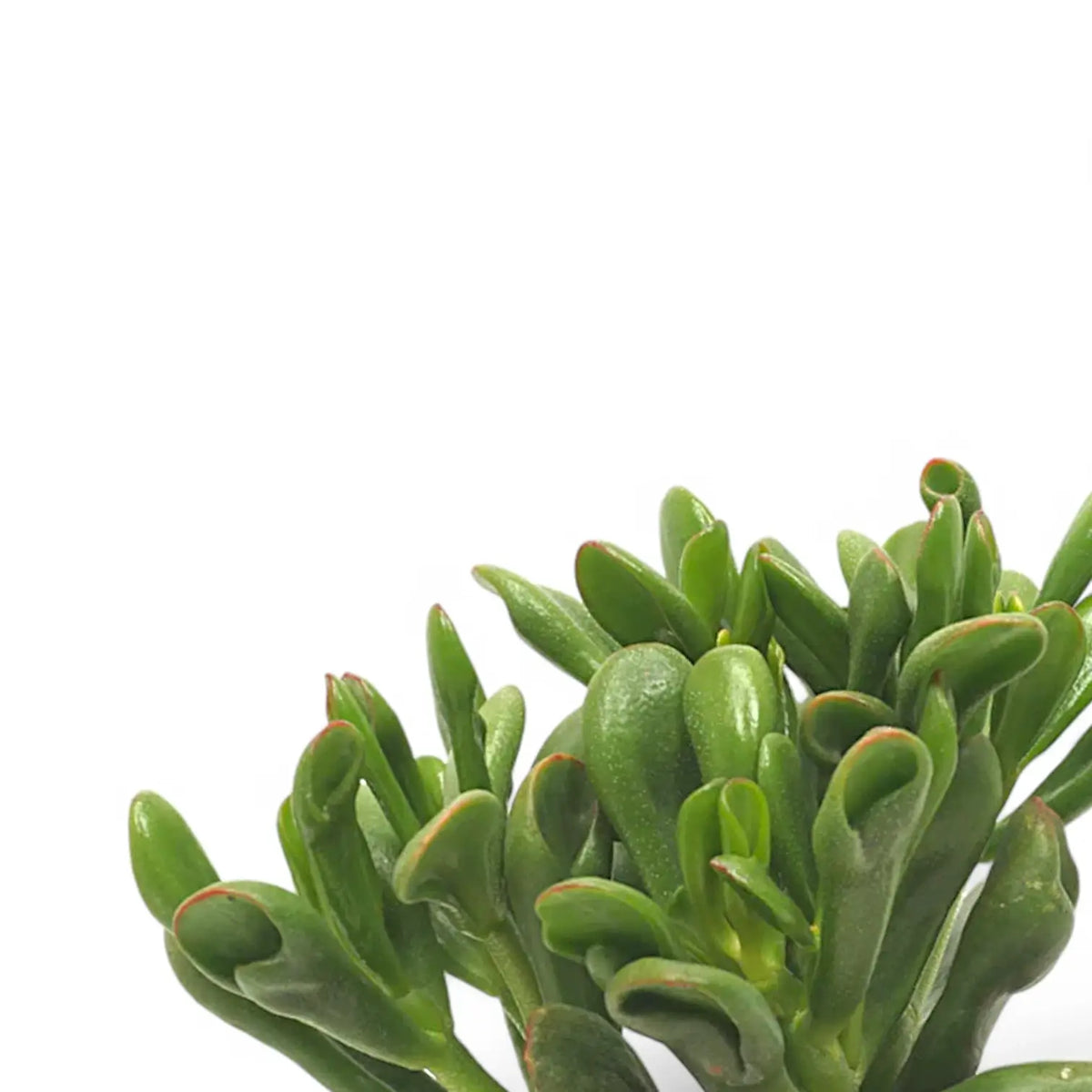 jade plant latin name Crassula ovata 'Horn Tree'