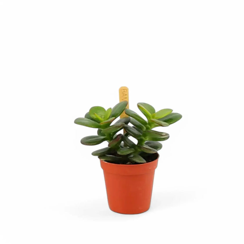 Crassula ovata 'Minor' – Topfpflanze im Kulturtopf vor weißem Hintergrund, Produktfoto 2.