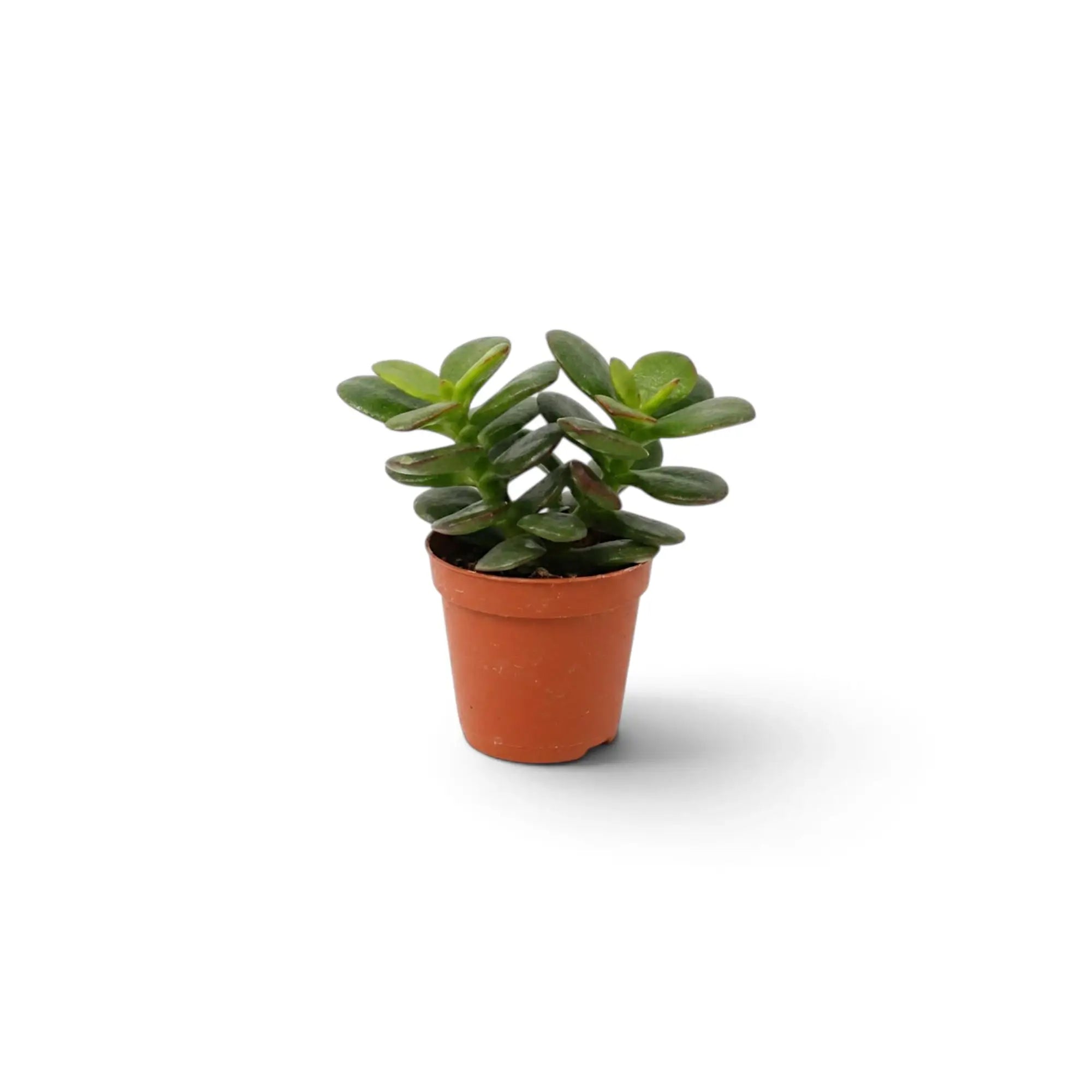 Crassula ovata 'Minor' als Jungpflanze mit kleinen, rundlichen, fleischigen Blättern an verzweigten grünen Trieben