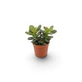 Crassula ovata 'Minor' als Jungpflanze im Kulturtopf mit kompaktem Wuchs und glänzenden ovalen Blättern