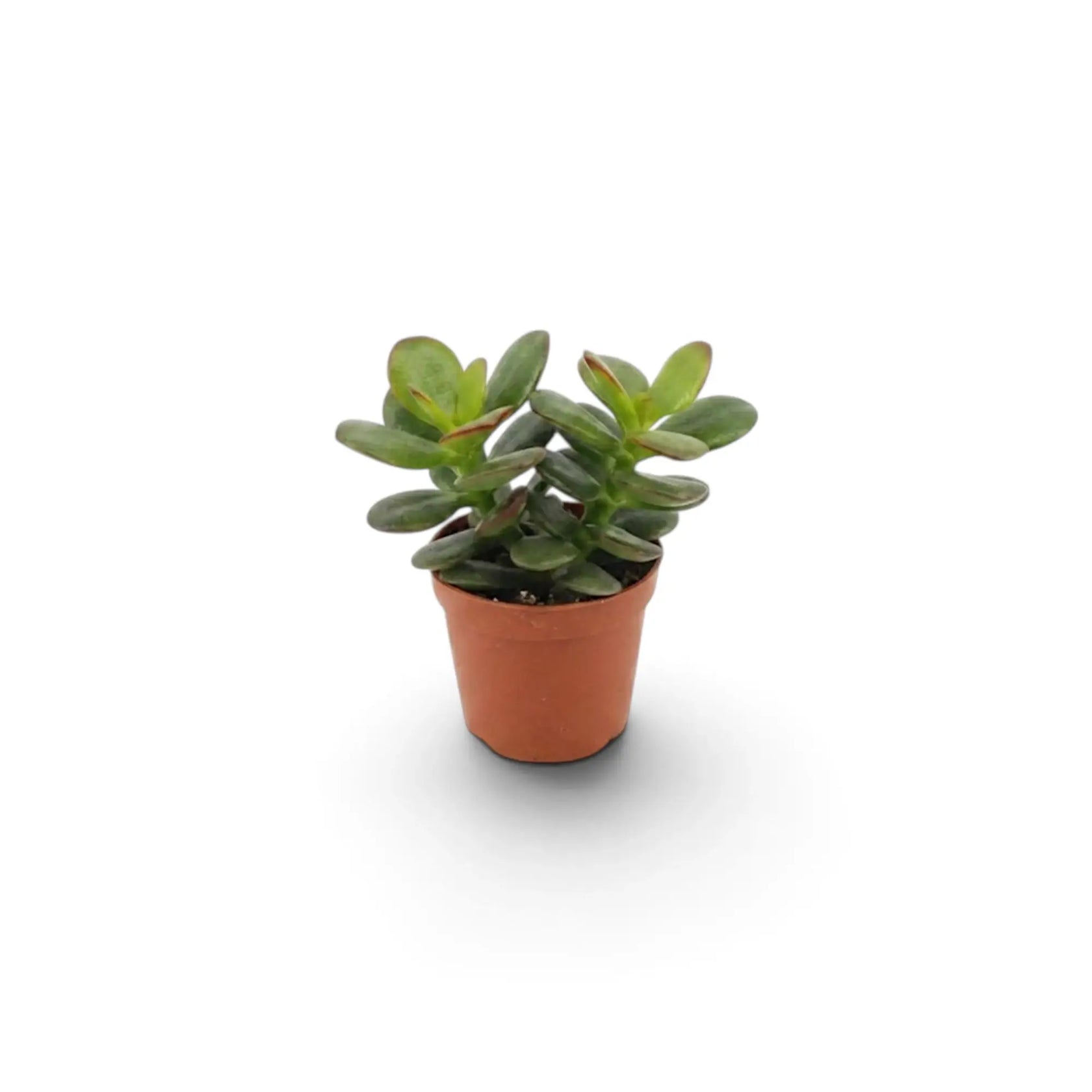 Crassula ovata 'Minor' als Jungpflanze im Kulturtopf mit kompaktem Wuchs und glänzenden ovalen Blättern