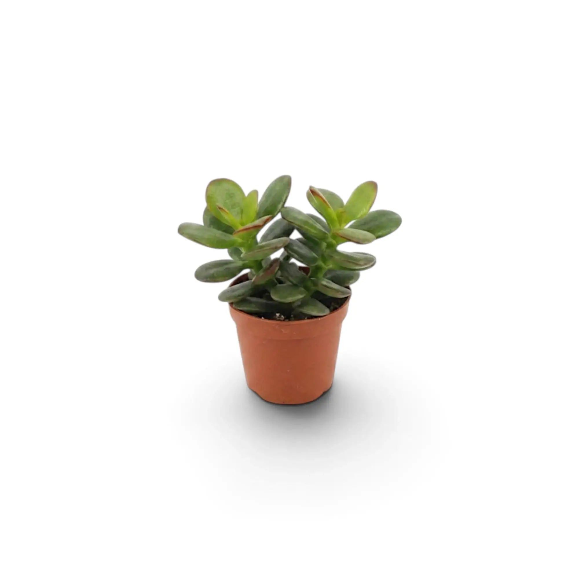 Crassula ovata 'Minor' als Jungpflanze im Kulturtopf mit kompaktem Wuchs und glänzenden ovalen Blättern