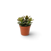 Gesamtansicht von Crassula ovata 'Minor' als Jungpflanze mit dichter Krone aus kleinen glänzenden Blättern