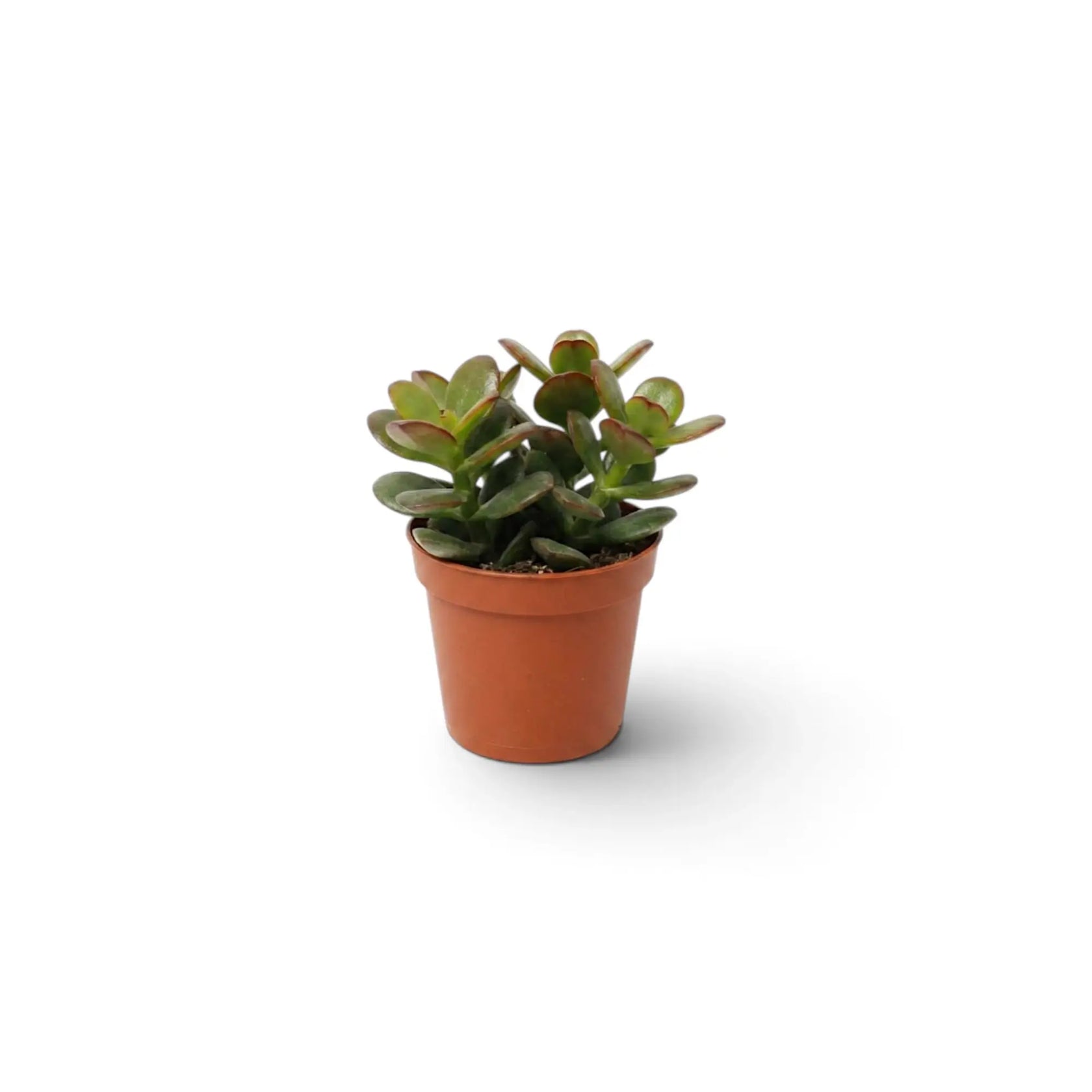 Gesamtansicht von Crassula ovata 'Minor' als Jungpflanze mit dichter Krone aus kleinen glänzenden Blättern