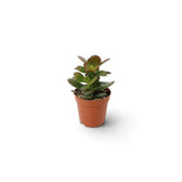 Crassula ovata 'Minor' als Jungpflanze mit kompakt verzweigtem Wuchs und rundlichen grünen Blättern