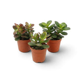 Gesamtansicht von Crassula ovata 'Minor' als Jungpflanze mit kleinen, rundlichen, fleischigen Blättern an verzweigten grünen Trieben