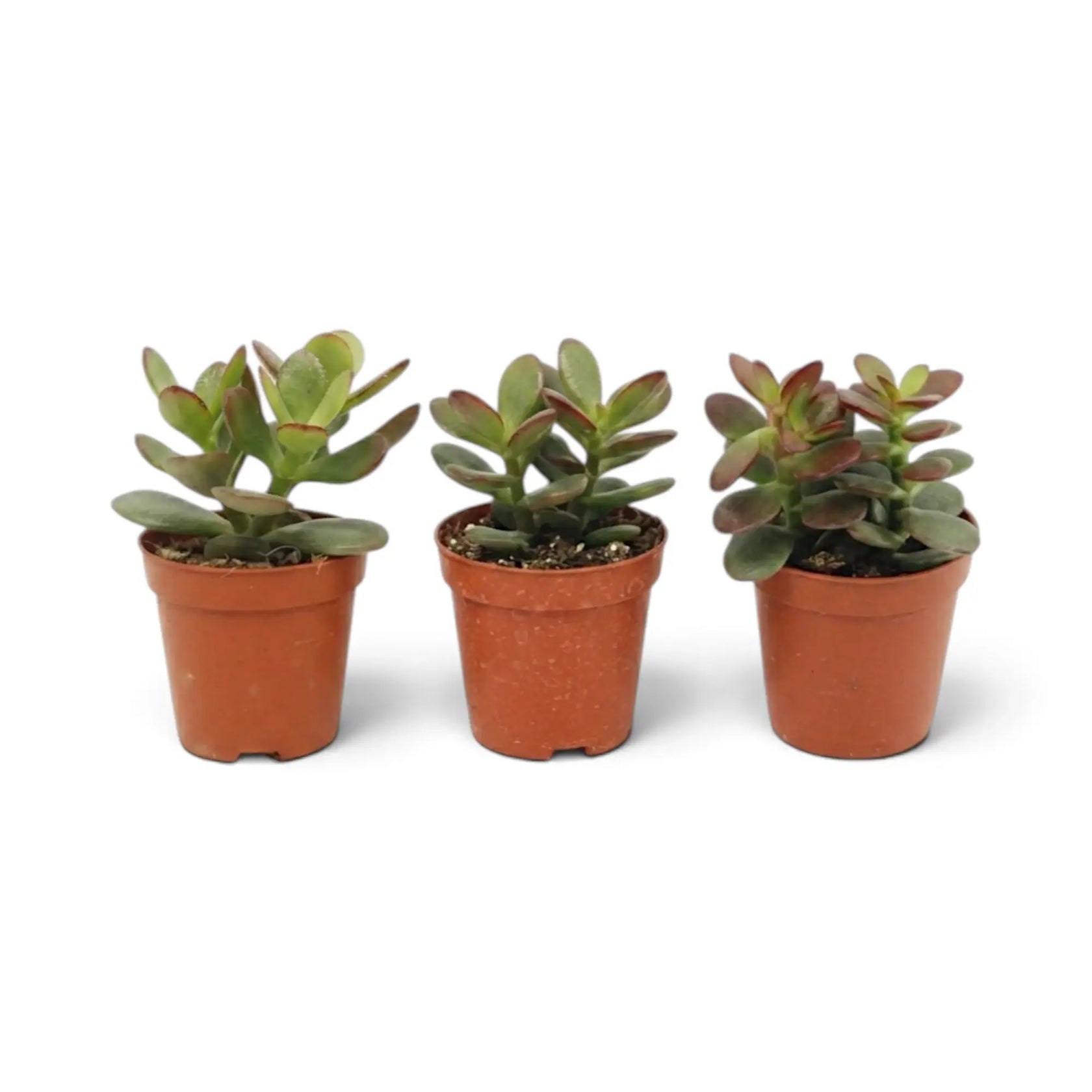 Crassula ovata 'Minor' als Jungpflanze mit kompaktem Wuchs und glänzenden ovalen Blättern