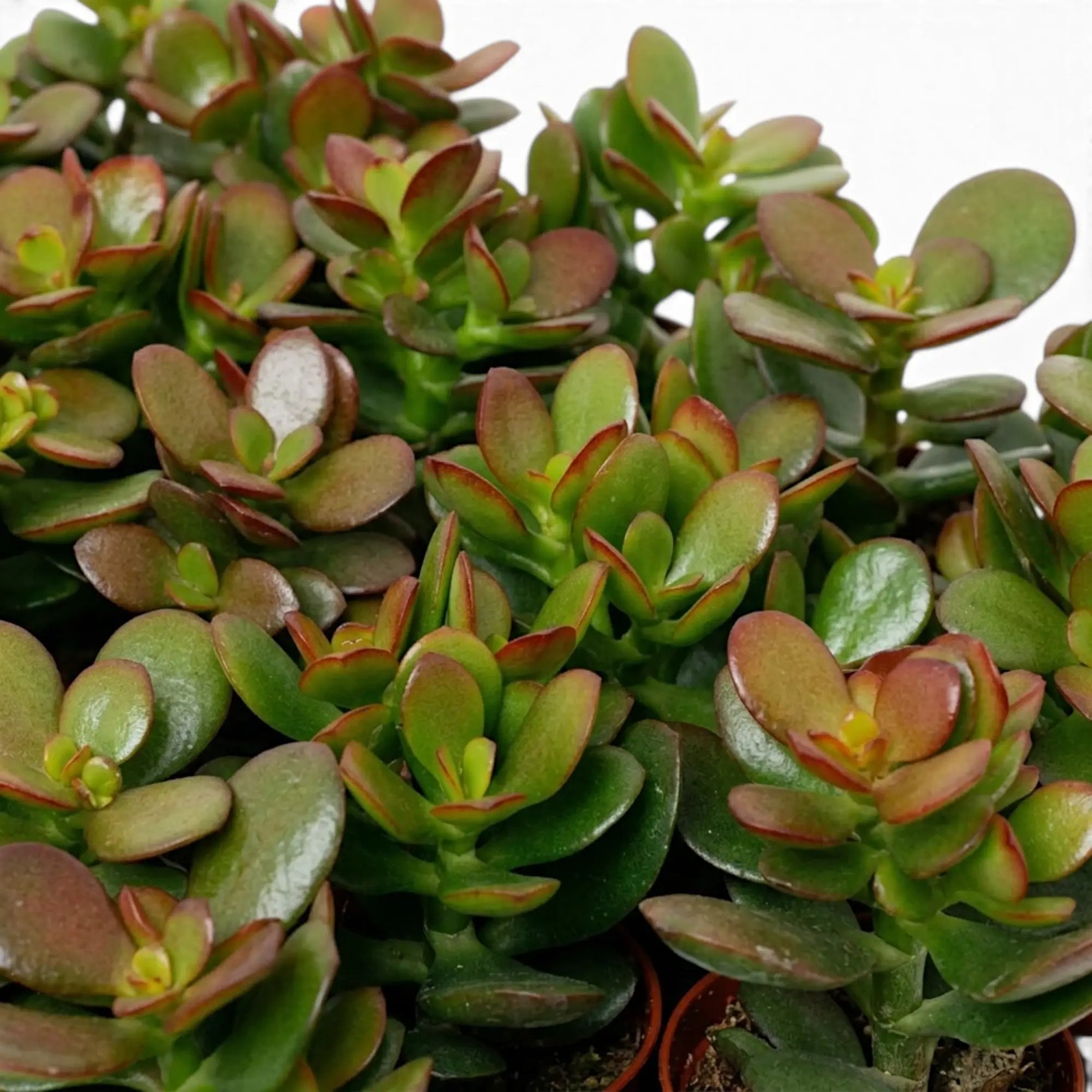 Nahaufnahme von Crassula ovata 'Minor' mit kleinen, glänzenden, fleischigen Blättern, die paarweise gegenüberstehen