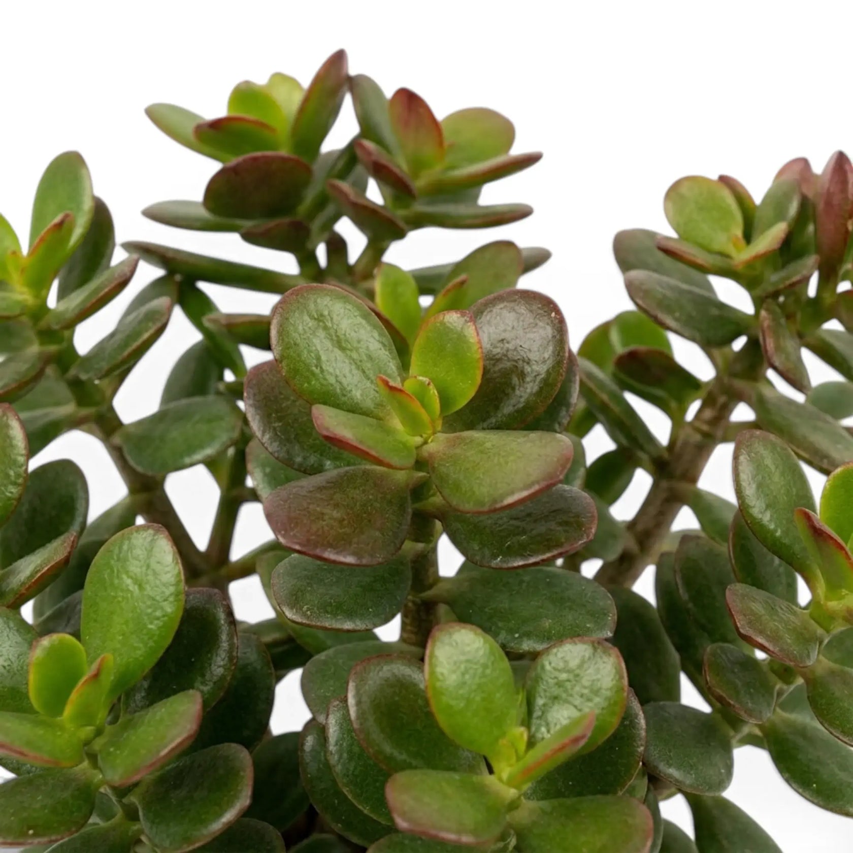 Detailaufnahme von Crassula ovata 'Minor' mit rundlichen Blättern und feinen rötlichen Blatträndern