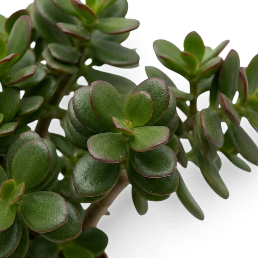 Detailaufnahme des Laubs von Crassula ovata 'Minor' mit kleinen fleischigen Blättern an verzweigten grünen Trieben