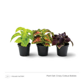 Crazy Coleus Babies plant set with three colourful Coleus plants lined up in black nursery pots