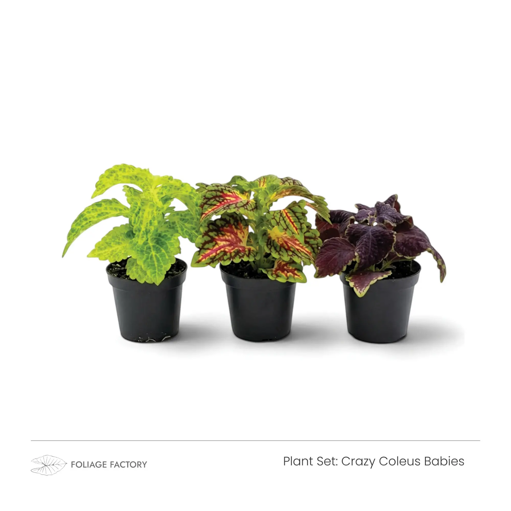 Crazy Coleus Babies plant set with three colourful Coleus plants lined up in black nursery pots
