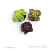 Crazy Coleus Babies plant set with three bright green, pink and purple plants viewed from above