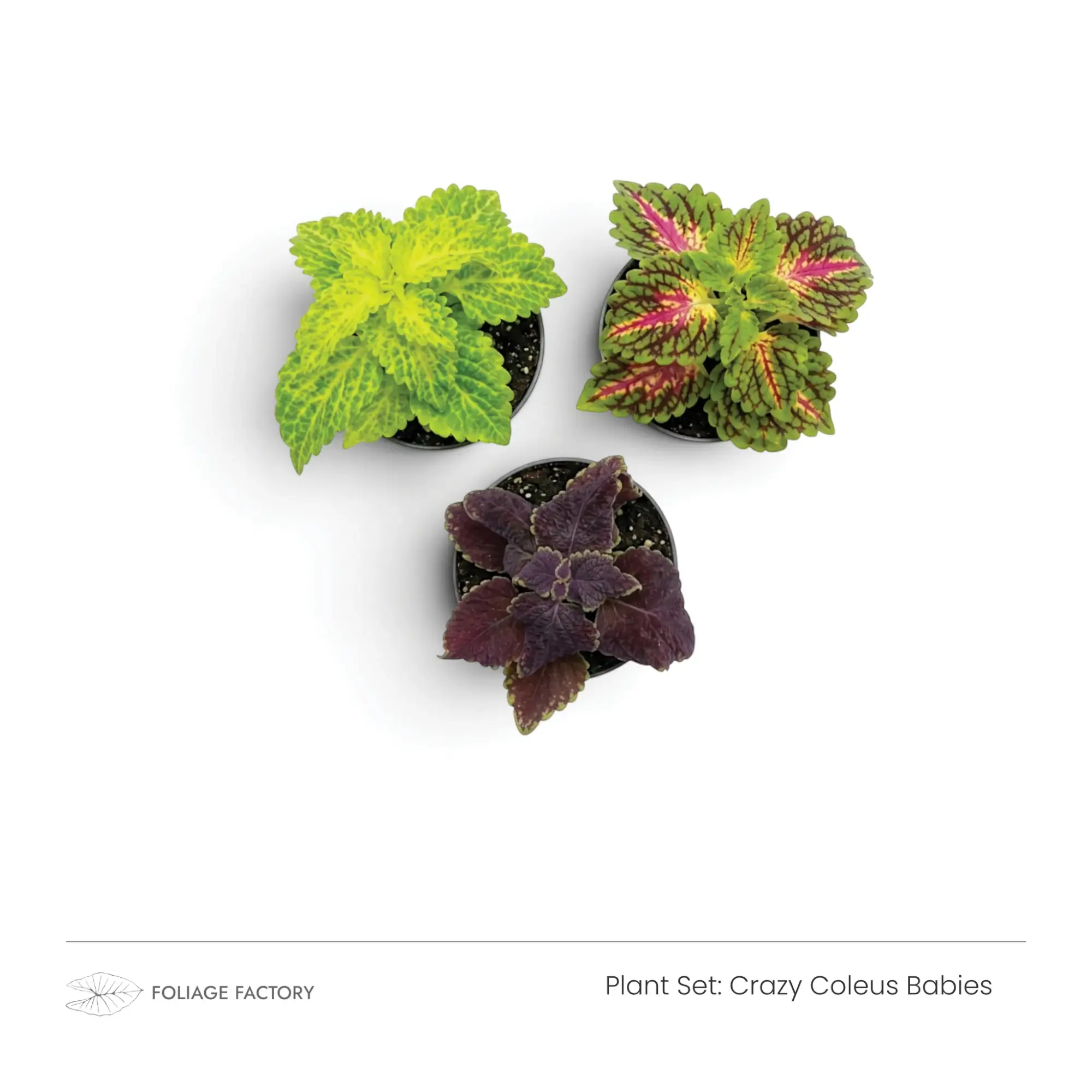 Crazy Coleus Babies plant set with three bright green, pink and purple plants viewed from above