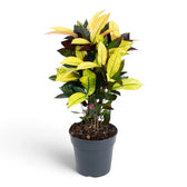 Croton 'Mrs. Iceton' im Topf mit breiten, mehrfarbig gezeichneten Blättern