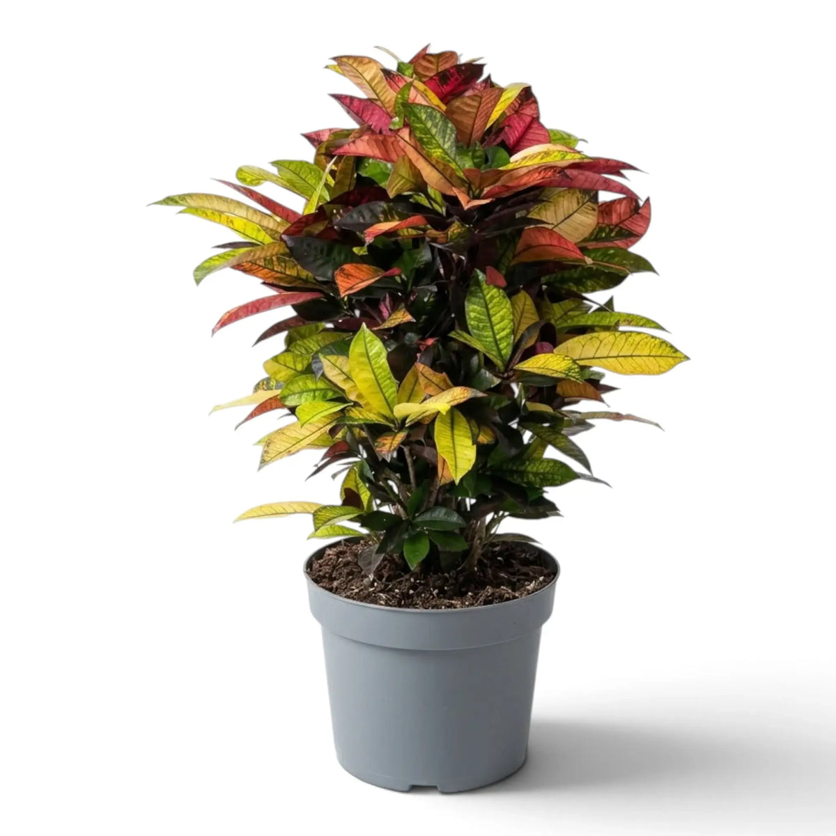 Croton 'Mrs. Iceton' mit breiten Blättern in Grün, Gelborange und Burgunderrot