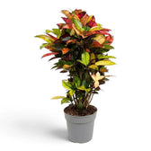 Croton 'Mrs. Iceton' mit dicht stehenden, breiten, mehrfarbig gezeichneten Blättern