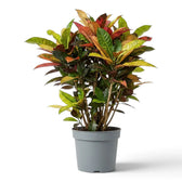Croton 'Mrs. Iceton' mit breiten, mehrfarbig gezeichneten Blättern