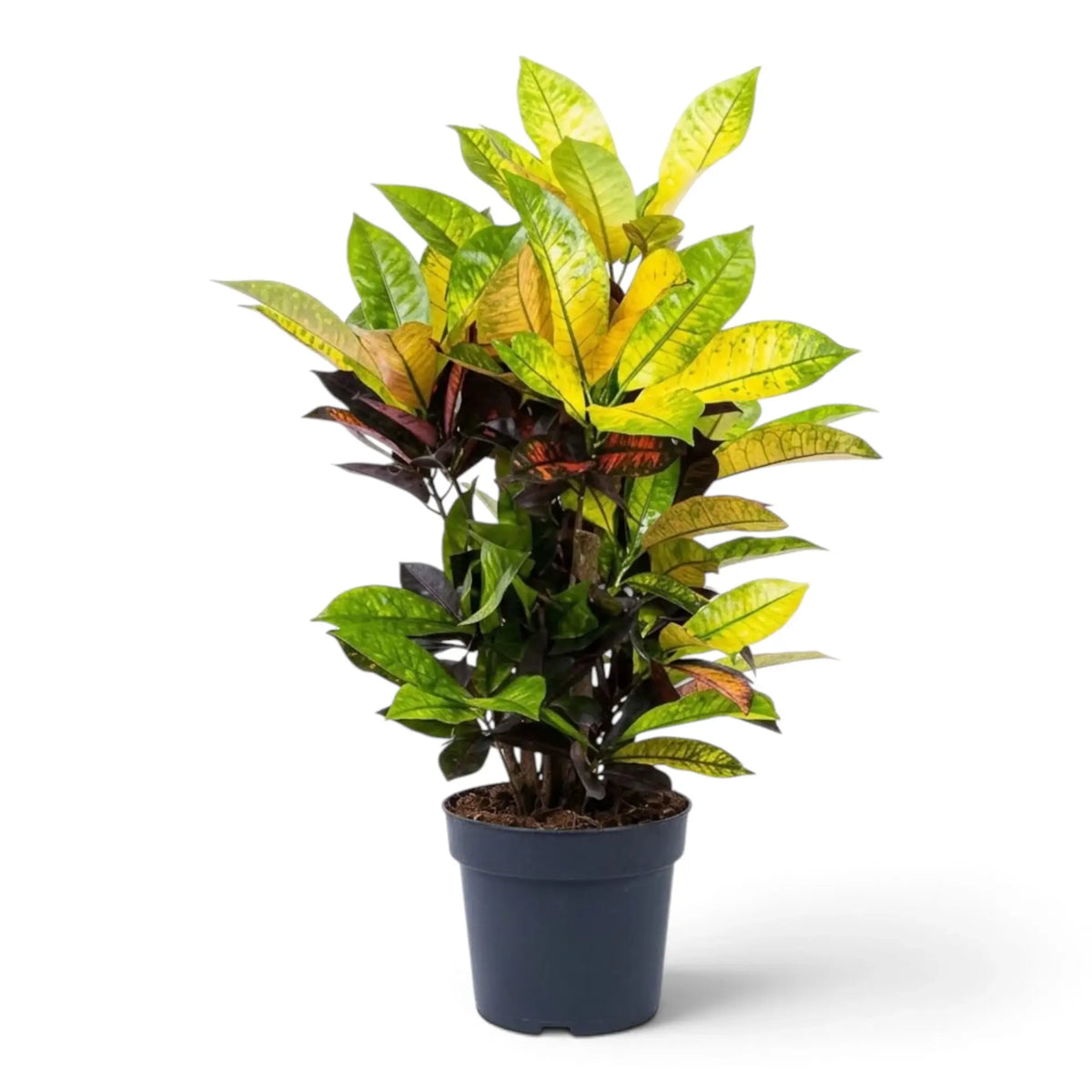 Croton 'Mrs. Iceton' im Topf mit dicht stehenden, breiten, mehrfarbig gezeichneten Blättern