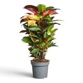 Croton 'Mrs. Iceton' mit breiten, mehrfarbig gezeichneten Blättern