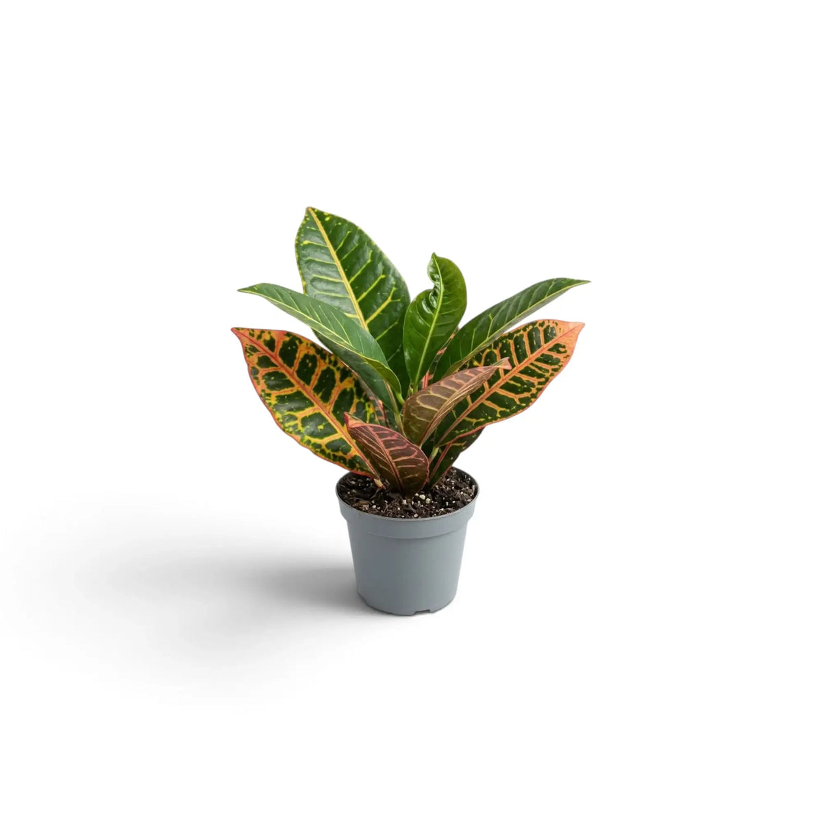 Croton 'Petra' als Jungpflanze mit grünen Blättern und einer Zeichnung in Gelb, Orange und Rot