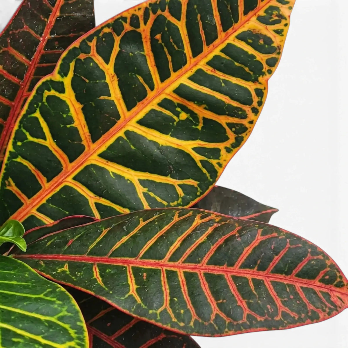 Croton 'Petra' mit unregelmäßig grün gemusterten Blättern und gelben, orangefarbenen und roten Blattadern
