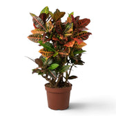 Croton 'Petra' im Topf mit dichtem, glänzendem Laub in Grün, Gelb, Orange und Rot