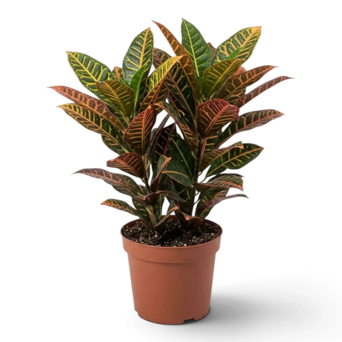 Croton 'Petra' mit dichtem Laub in Grün, Gelb, Orange und Rot