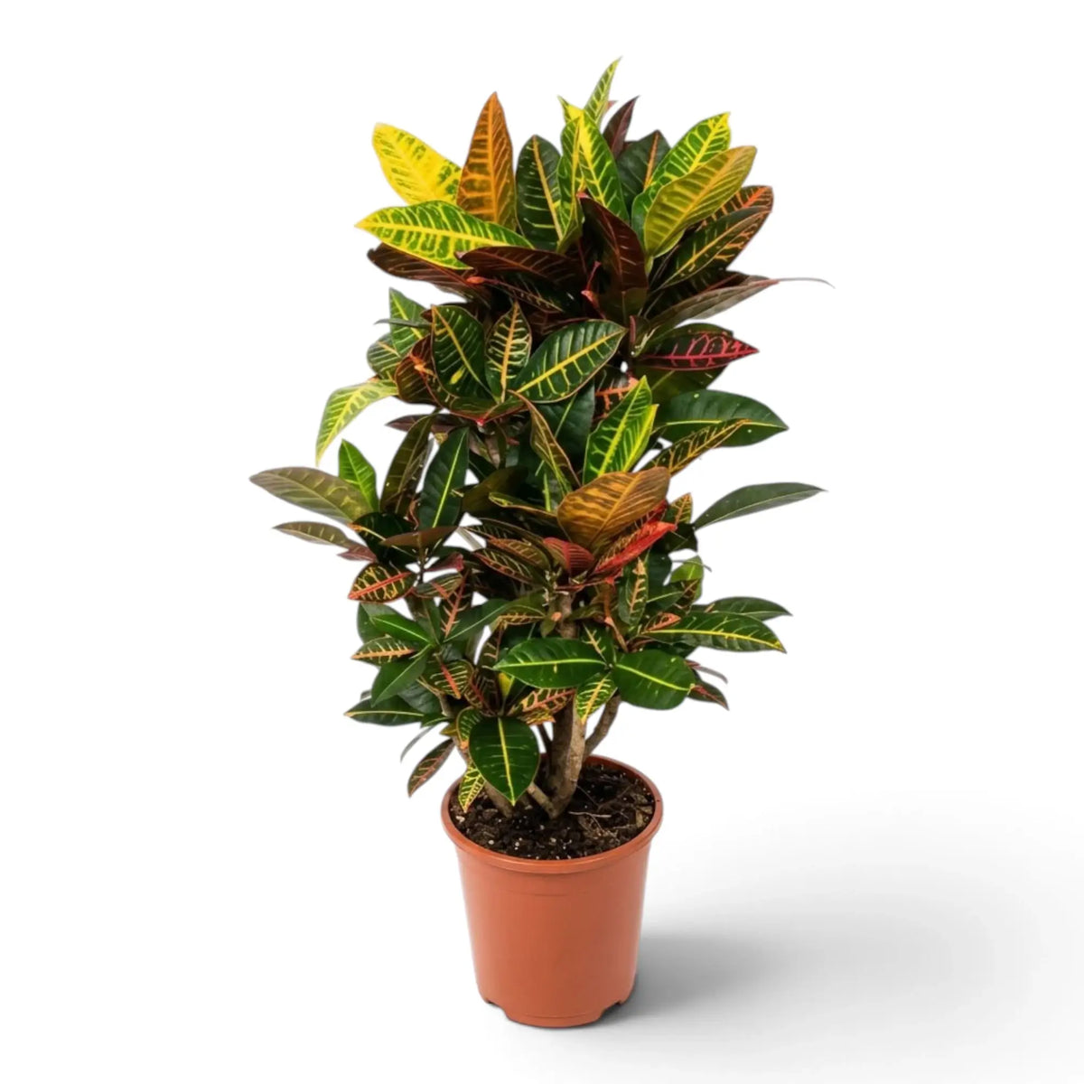 Croton 'Petra' im Topf mit aufrechten Trieben und glänzenden Blättern in Grün, Gelb, Orange und Rot