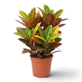 Croton 'Petra' mit mehrfarbigem Laub und gelben bis roten Blattadern