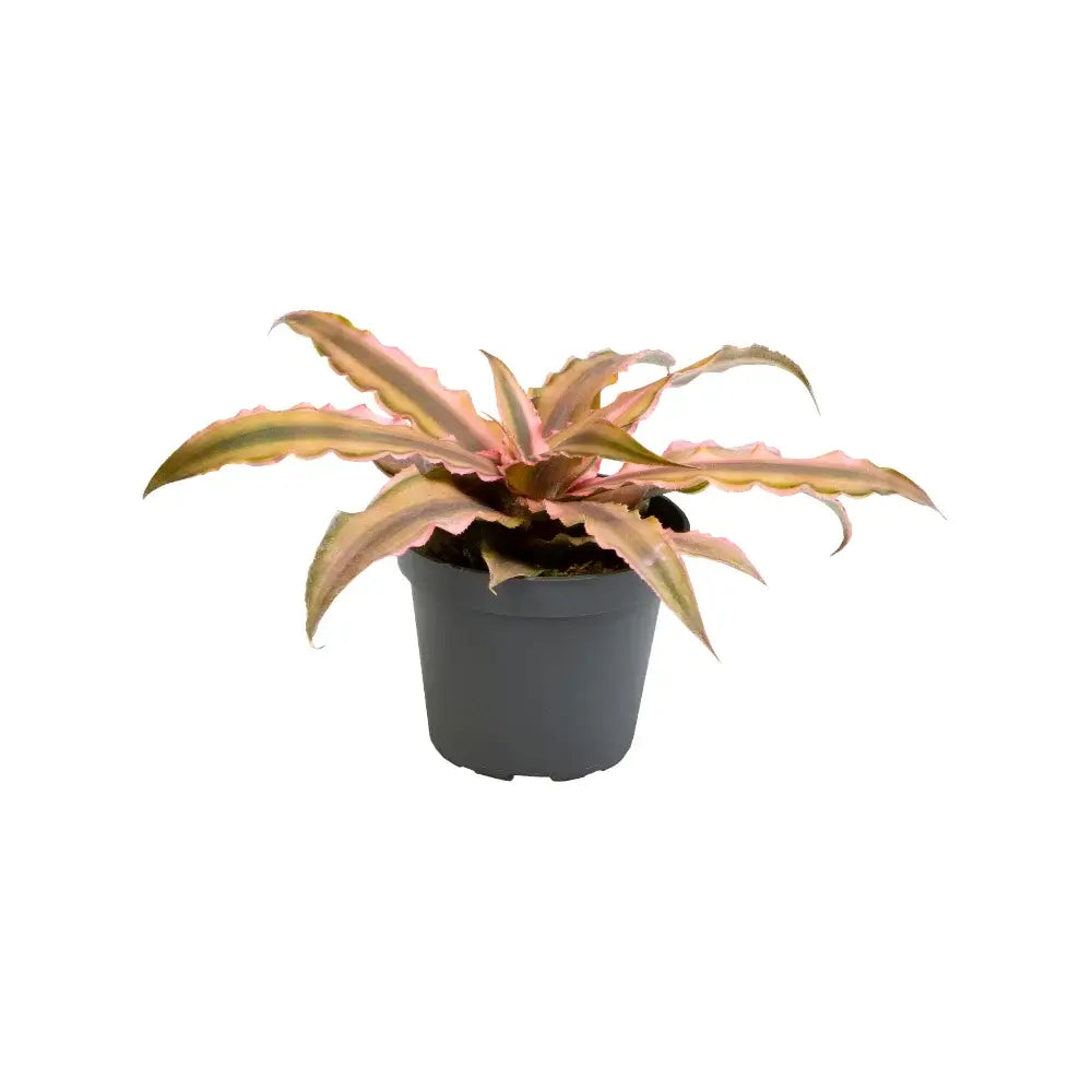 Cryptanthus bivittatus 'Pink Star' Zimmerpflanze im Anzuchttopf vor weißem Hintergrund, Produktfoto 2.