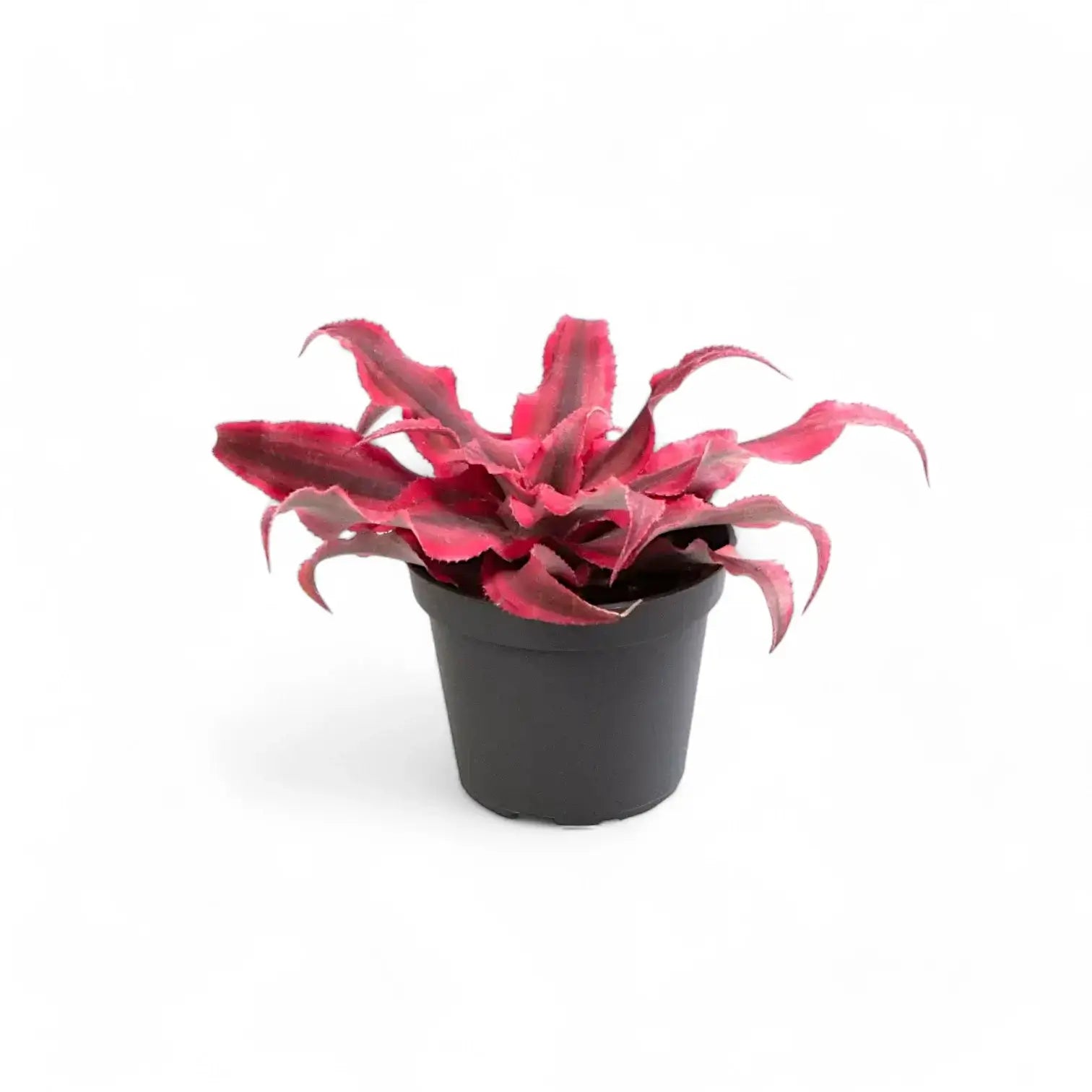 Cryptanthus bivittatus 'Super Pink' – Topfpflanze im Kulturtopf vor weißem Hintergrund, Produktfoto 2.