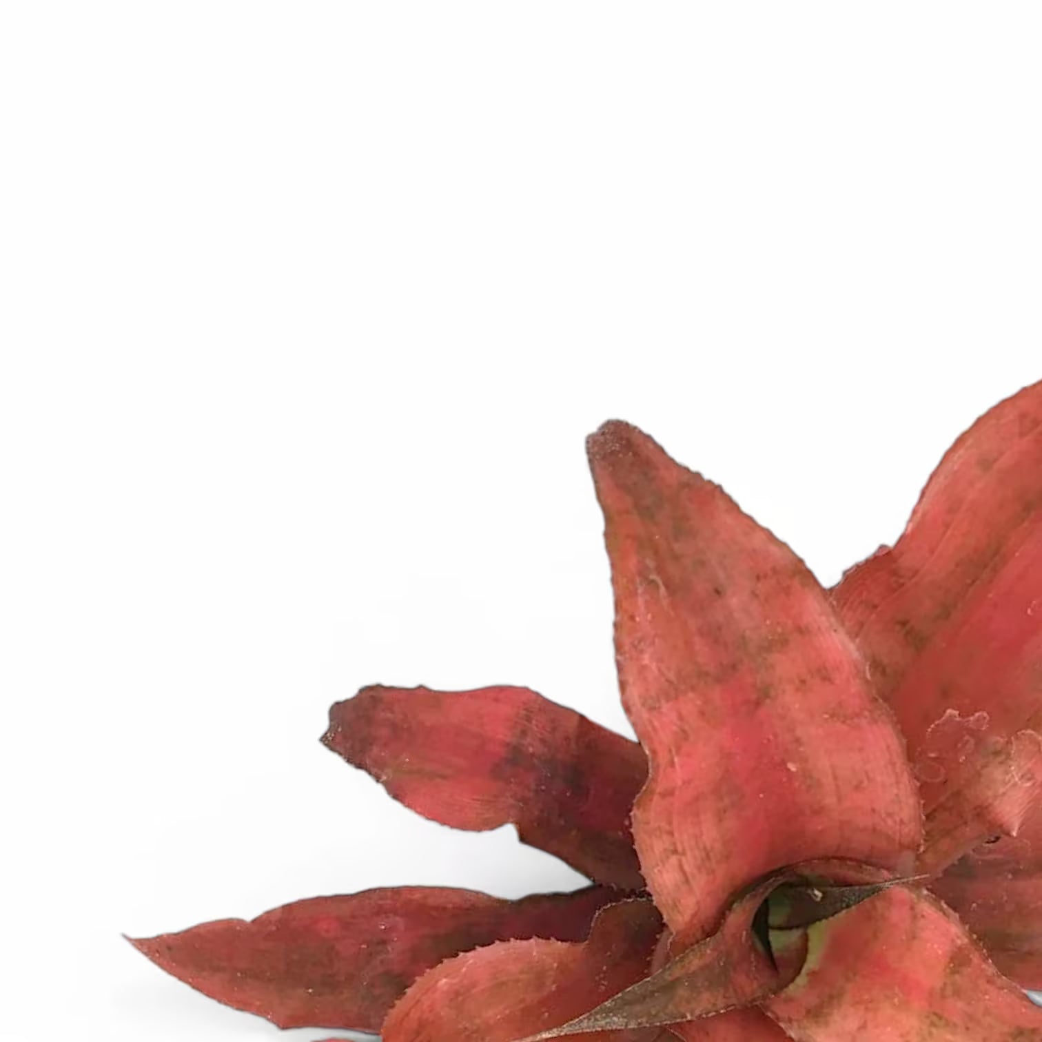 Nahaufnahme eines Blatts von Cryptanthus ‘Strawberries Flambe’ vor weißem Hintergrund.