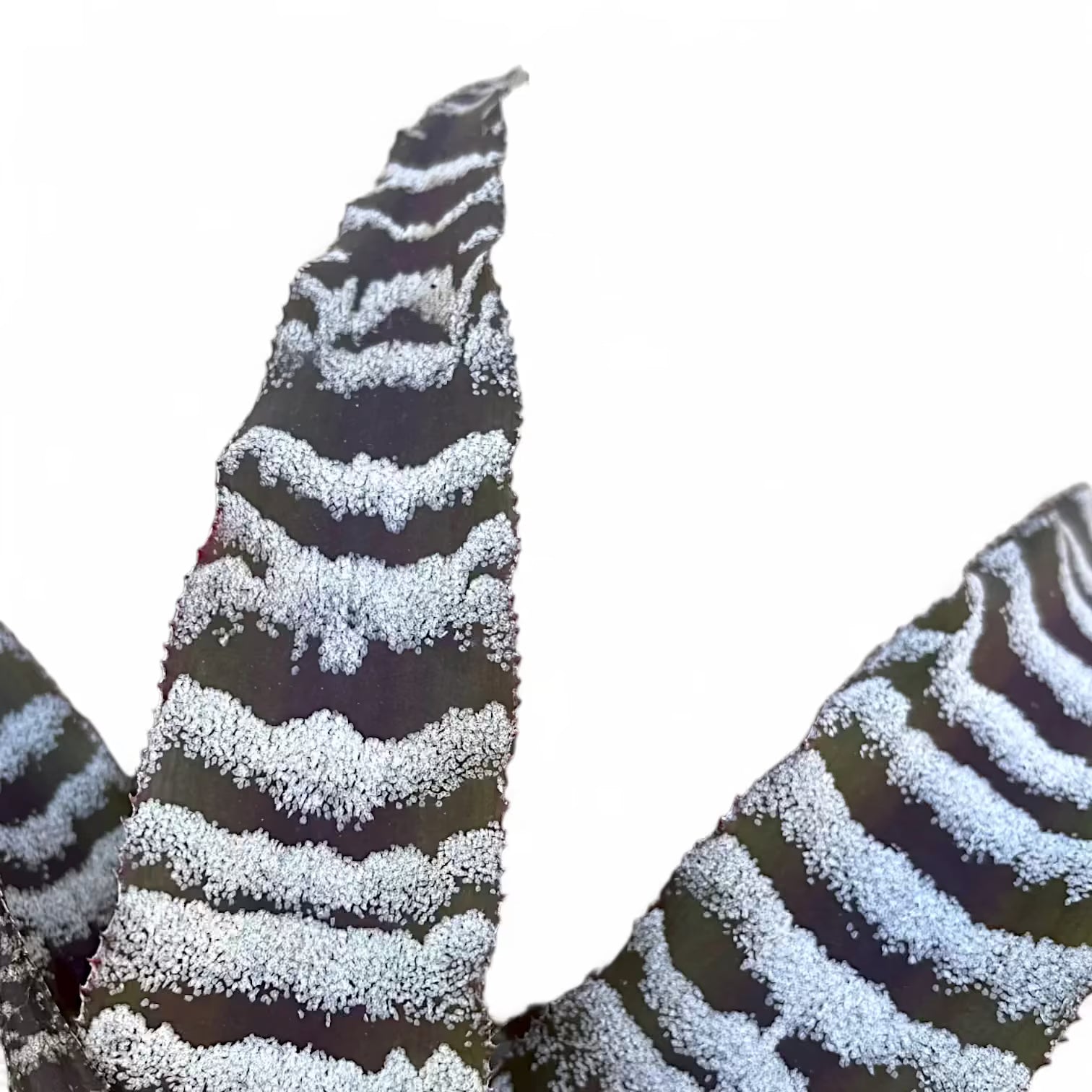 Nahaufnahme eines Blatts von Cryptanthus zonatus vor weißem Hintergrund.
