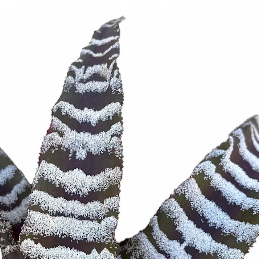 Nahaufnahme eines Blatts von Cryptanthus zonatus vor weißem Hintergrund.