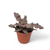 cryptanthus potting mix Cryptanthus zonatus