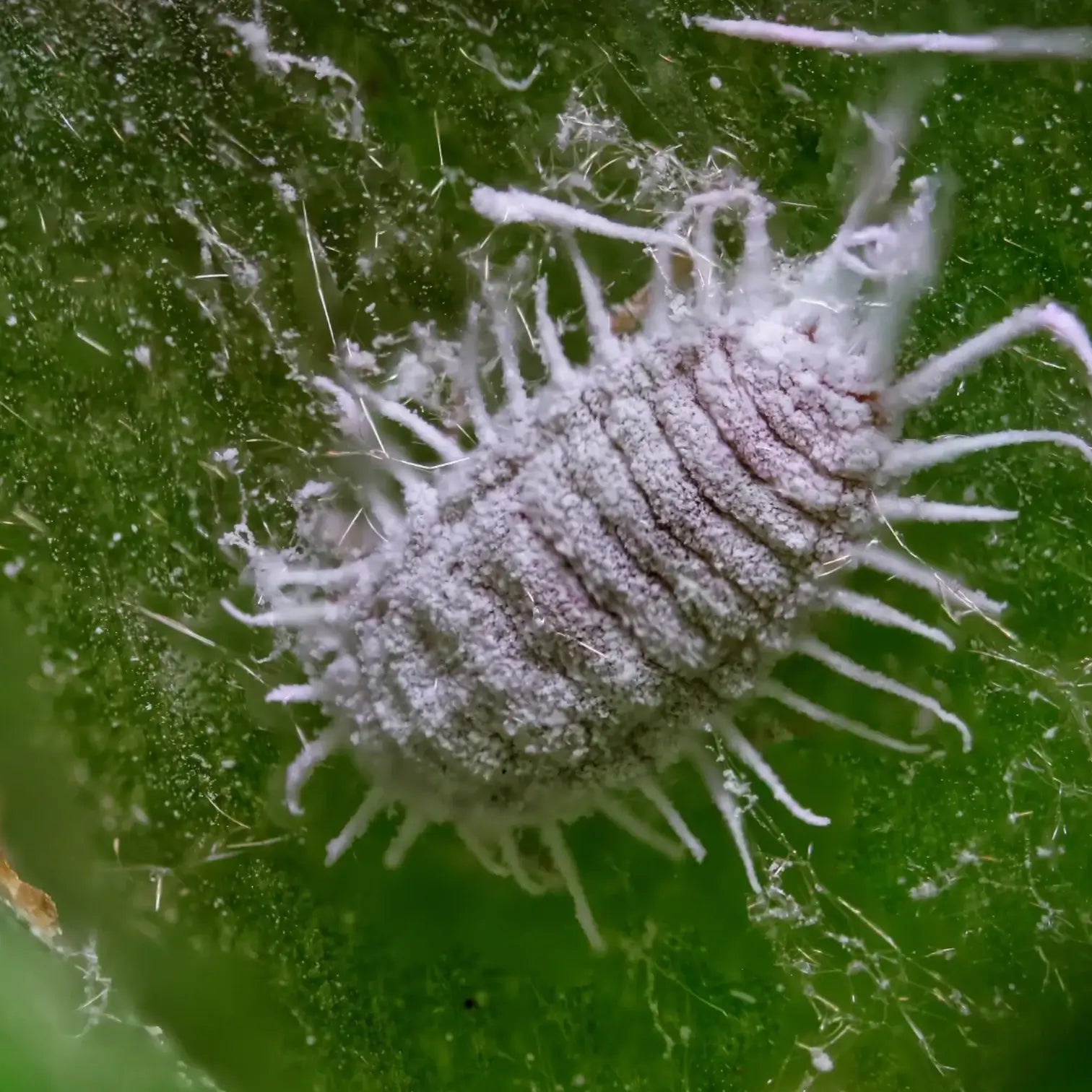 Cryptolaemus montrouzieri against Mealybugs on white background.