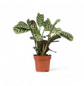 Ctenanthe burle-marxii als Topfpflanze im Kulturtopf vor weißem Hintergrund, Produktfoto 3.