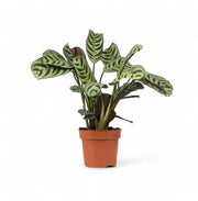 Ctenanthe burle-marxii als Topfpflanze im Kulturtopf vor weißem Hintergrund, Produktfoto 3.